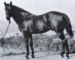 Deckhengst Driftwood (Quarter Horse, 1932, von Miller Boy)