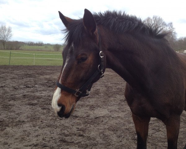 dressage horse Quentin (unknown,  )