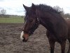 dressage horse Quentin (unknown,  )