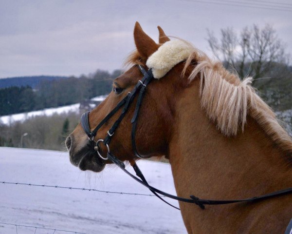 Dressurpferd Dany 54 (Pony ohne Rassebezeichnung, 2001)