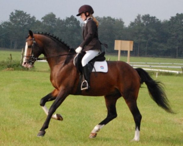 horse Sundar SAG (KWPN (Royal Dutch Sporthorse), 2004, from Star van Vreeburch)