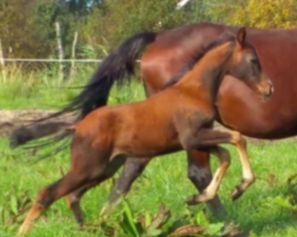 Dressurpferd Modiga Mwanajuma SAG (KWPN (Niederländisches Warmblut), 2017, von Guardian S)