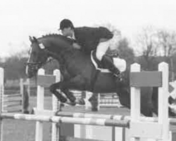 stallion Now or Never (KWPN (Royal Dutch Sporthorse), 1990, from Nimmerdor)