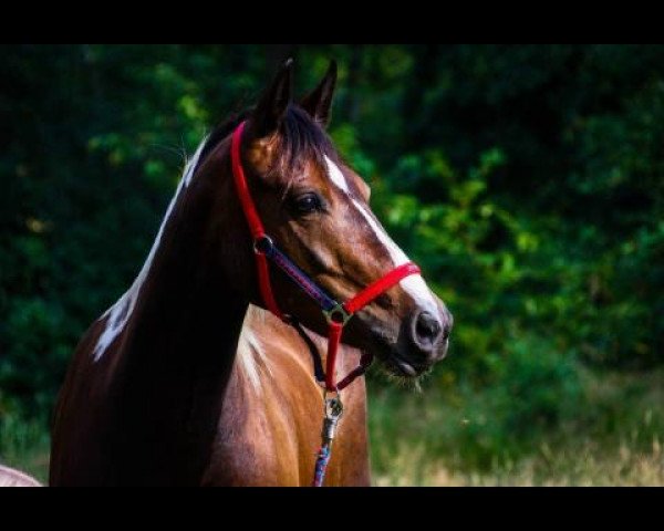 broodmare Dany 57 (Lewitzer, 2009, from Mondprinz)