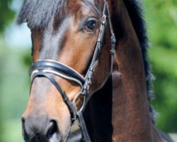 dressage horse Edinburgh 13 (Westphalian, 2015, from Estobar NRW)