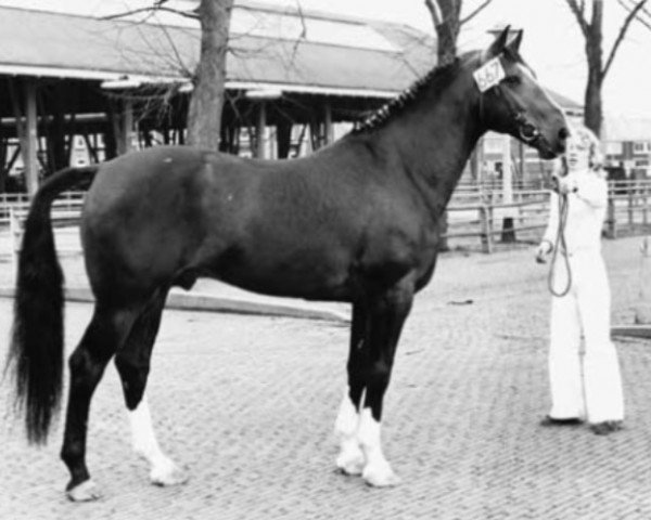 stallion Halewijn (Gelderland, 1966, from Pelion)
