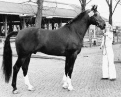 Deckhengst Halewijn (Gelderländer, 1966, von Pelion)