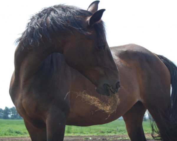 Zuchtstute Gamble SAG (Nederlands Rijpaarden en Pony, 1988, von Halewijn)