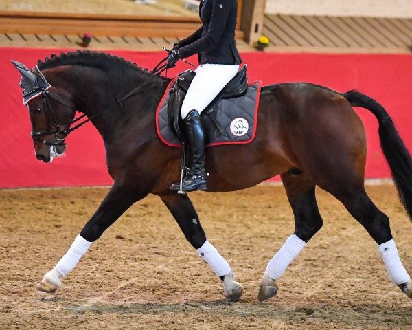 stallion Vartan CH (Freiberger, 2012, from Vol de Nuit)
