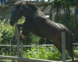 jumper Gabryon SAG (KWPN (Royal Dutch Sporthorse), 2016, from Glasgow van het Merelsnest)