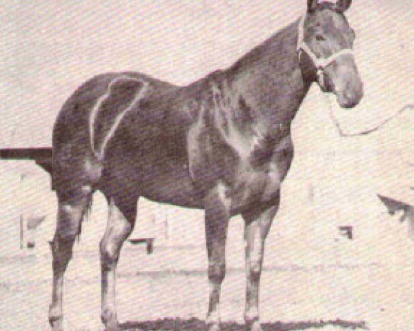 Zuchtstute Paulexite (Quarter Horse, 1952, von Paul A)