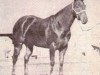 Zuchtstute Paulexite (Quarter Horse, 1952, von Paul A)