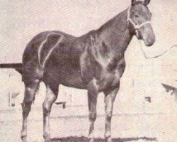 broodmare Paulexite (Quarter Horse, 1952, from Paul A)