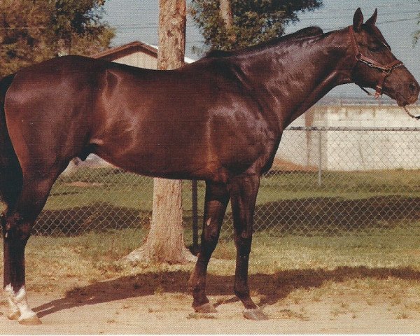 stallion Reb's Policy xx (Thoroughbred, 1967, from New Policy xx)