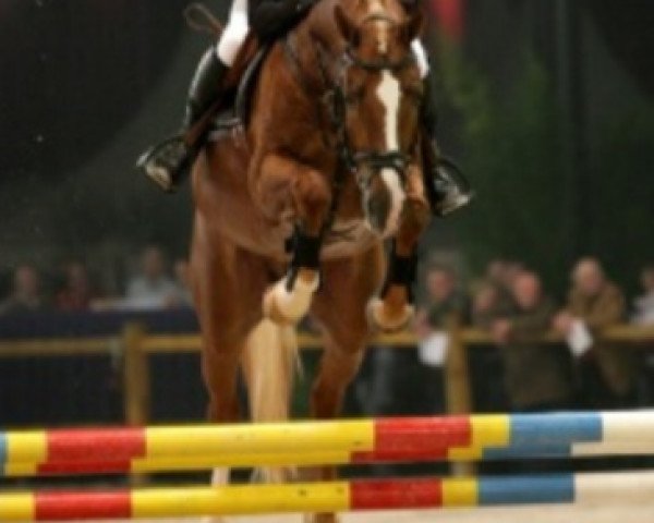 stallion Kentucky (Dutch Warmblood, 2003, from Krunch de Breve)