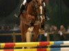 stallion Kentucky (KWPN (Royal Dutch Sporthorse), 2003, from Krunch de Breve)