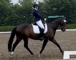 dressage horse Little Foot 77 (Oldenburg, 2008, from Licotus)