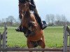 dressage horse Kajunogrant SAG (KWPN (Royal Dutch Sporthorse), 2009, from Kentucky)