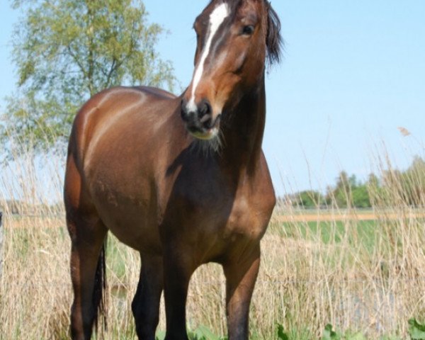 Zuchtstute Arjunagranda SAG (KWPN (Niederländisches Warmblut), 2005, von Pacific)