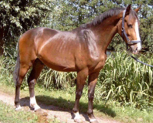 horse Whitsungrant SAG (KWPN (Royal Dutch Sporthorse), 2003, from Houston)