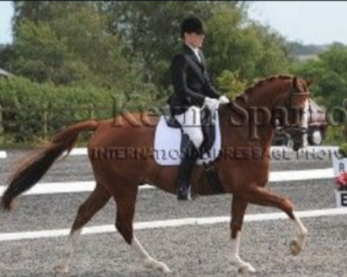 horse Virtugrant SAG (KWPN (Royal Dutch Sporthorse), 2002, from Houston)