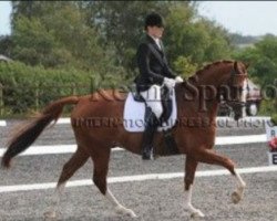 horse Virtugrant SAG (KWPN (Royal Dutch Sporthorse), 2002, from Houston)