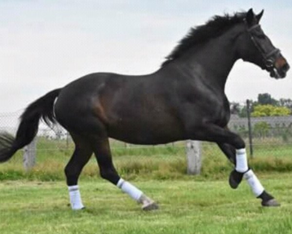 broodmare Thorayagranta SAG (KWPN (Royal Dutch Sporthorse), 2000, from Lancelot)