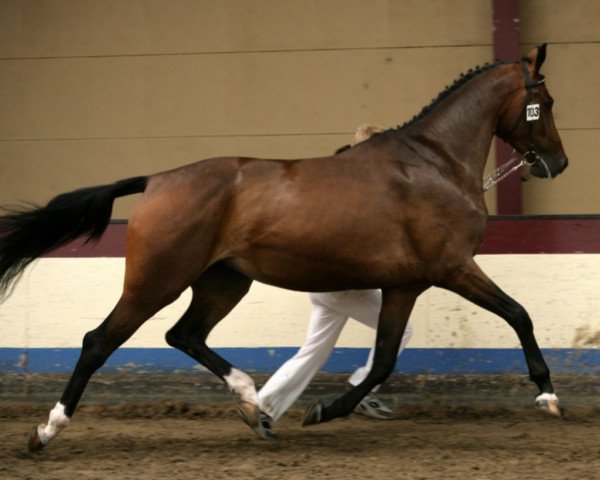 broodmare Winoagranta SAG (KWPN (Royal Dutch Sporthorse), 2003, from Houston)