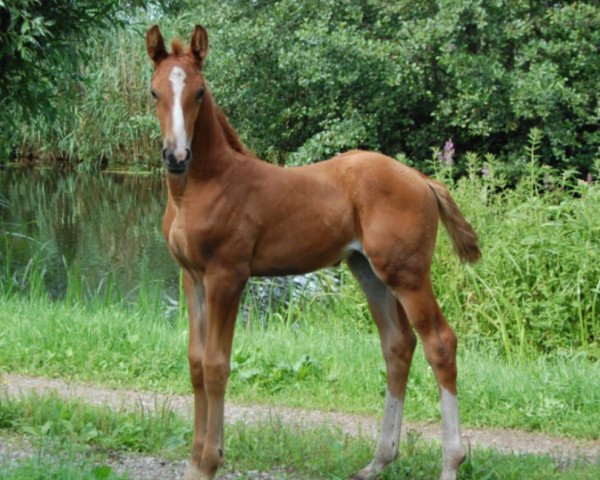 dressage horse Ilariniogrant SAG (KWPN (Royal Dutch Sporthorse), 2018, from Incognito)