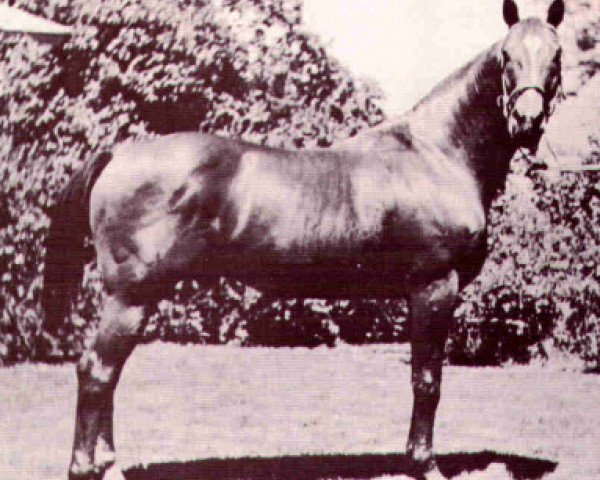 Deckhengst Sizzler (Quarter Horse, 1937, von Oklahoma Star)