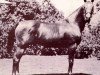 Deckhengst Sizzler (Quarter Horse, 1937, von Oklahoma Star)