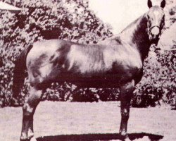 stallion Sizzler (Quarter Horse, 1937, from Oklahoma Star)