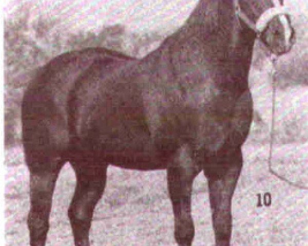 Deckhengst Little Sizzler (Quarter Horse, 1947, von Sizzler)