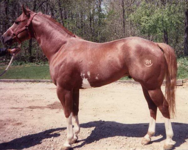 Deckhengst To a Te (Paint Horse, 1986, von Sonny Go Te)