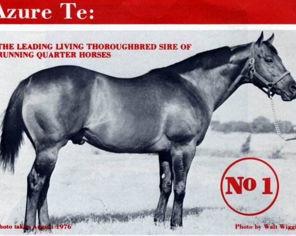 stallion Azure Te xx (Thoroughbred, 1962, from Nashville xx)