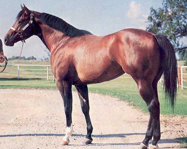 Deckhengst Te N Te (Quarter Horse, 1973, von Azure Te xx)