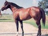 stallion Te N Te (Quarter Horse, 1973, from Azure Te xx)