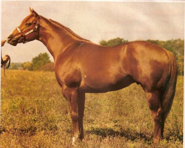 Deckhengst Sonny Go Te (Quarter Horse, 1980, von Te N Te)