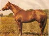 Deckhengst Sonny Go Te (Quarter Horse, 1980, von Te N Te)