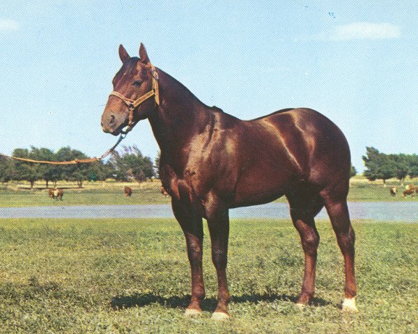 Deckhengst Showdown (Quarter Horse, 1951, von Wimpy)