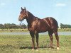 stallion Showdown (Quarter Horse, 1951, from Wimpy)