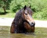 dressage horse Tiwo (Shetland B (about 107-117), 2007)