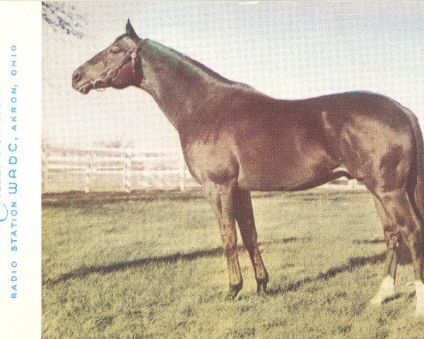 stallion Eternal Bull xx (Thoroughbred, 1939, from Bull Dog xx)