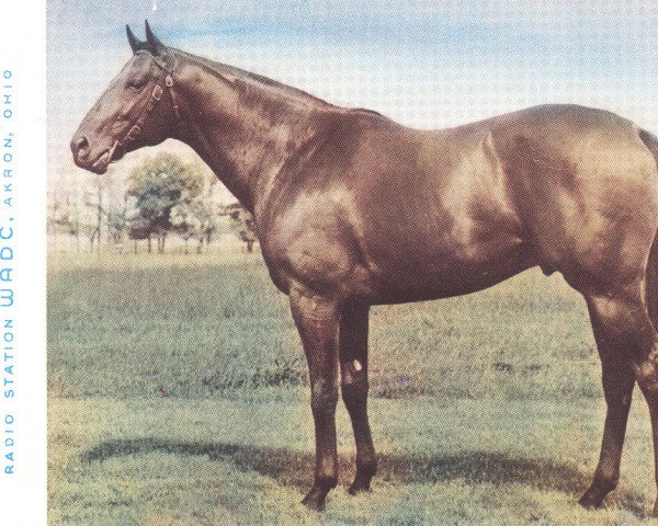 stallion Eternal War xx (Thoroughbred, 1944, from Eternal Bull xx)