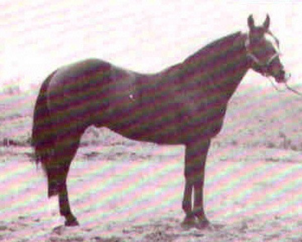 Deckhengst Whizabar (Quarter Horse, 1960, von Reybob)