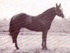 stallion Whizabar (Quarter Horse, 1960, from Reybob)