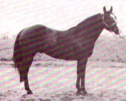 stallion Whizabar (Quarter Horse, 1960, from Reybob)