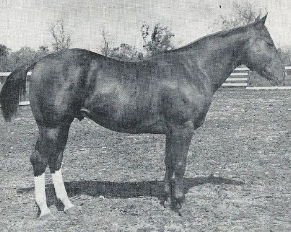 stallion Spot Cash (Quarter Horse, 1950, from Skipper W)