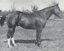 Deckhengst Spot Cash (Quarter Horse, 1950, von Skipper W)