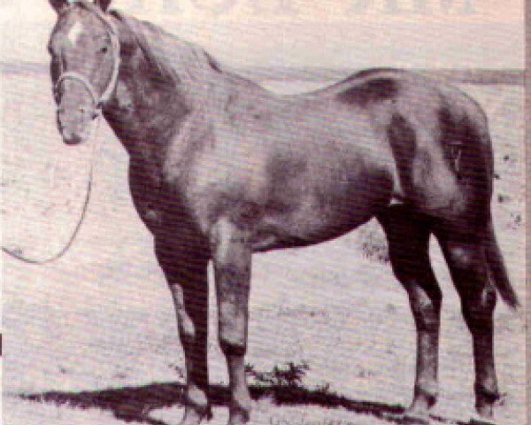 Deckhengst Silver Cash (Quarter Horse, 1956, von Spot Cash)